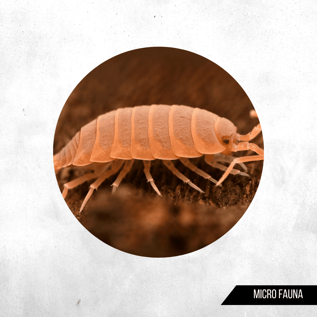 Porcellionides pruinosus sp Orange - Isopod