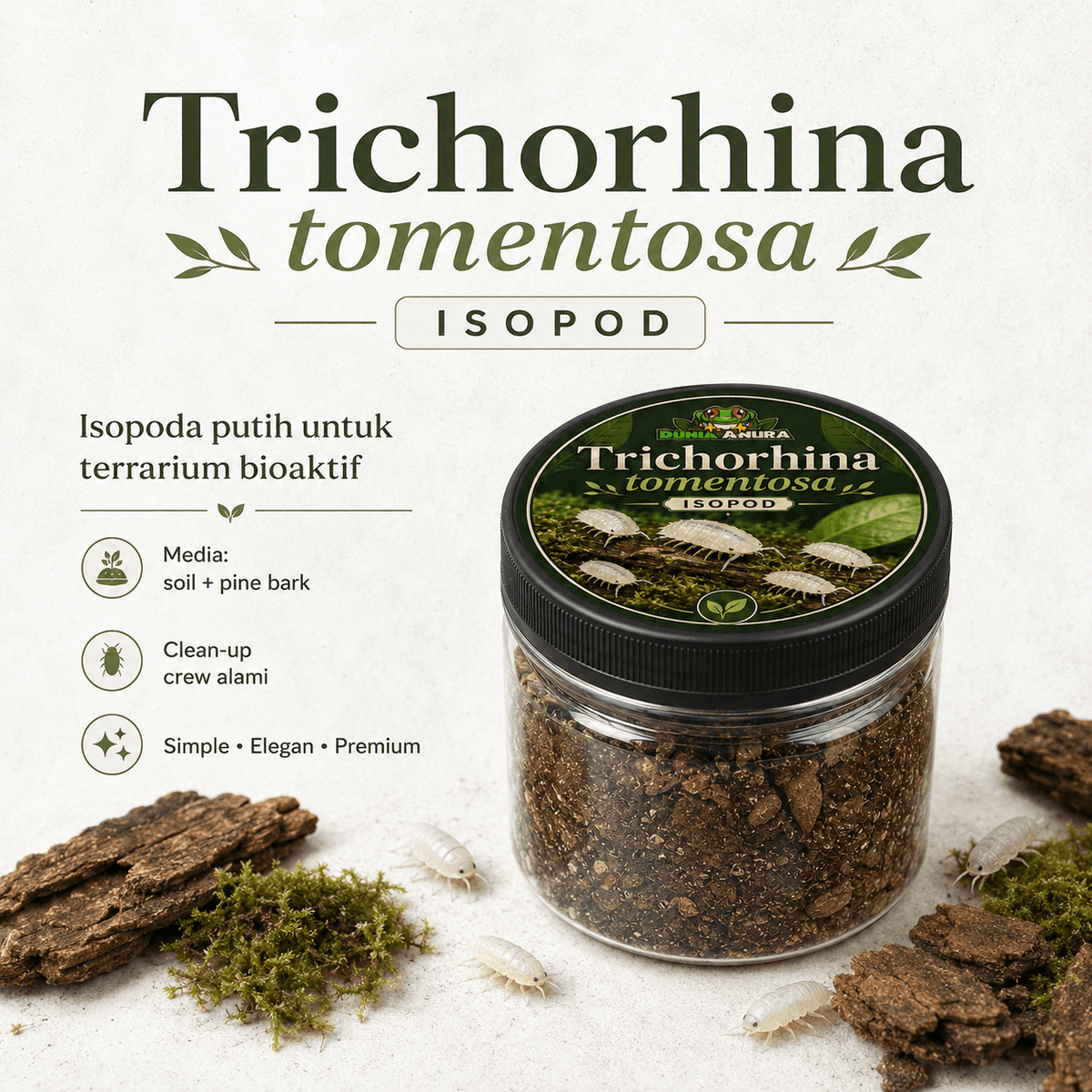 Trichorhina tomentosa - Isopod