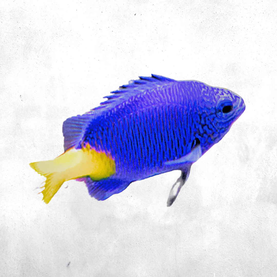 Blue star fish