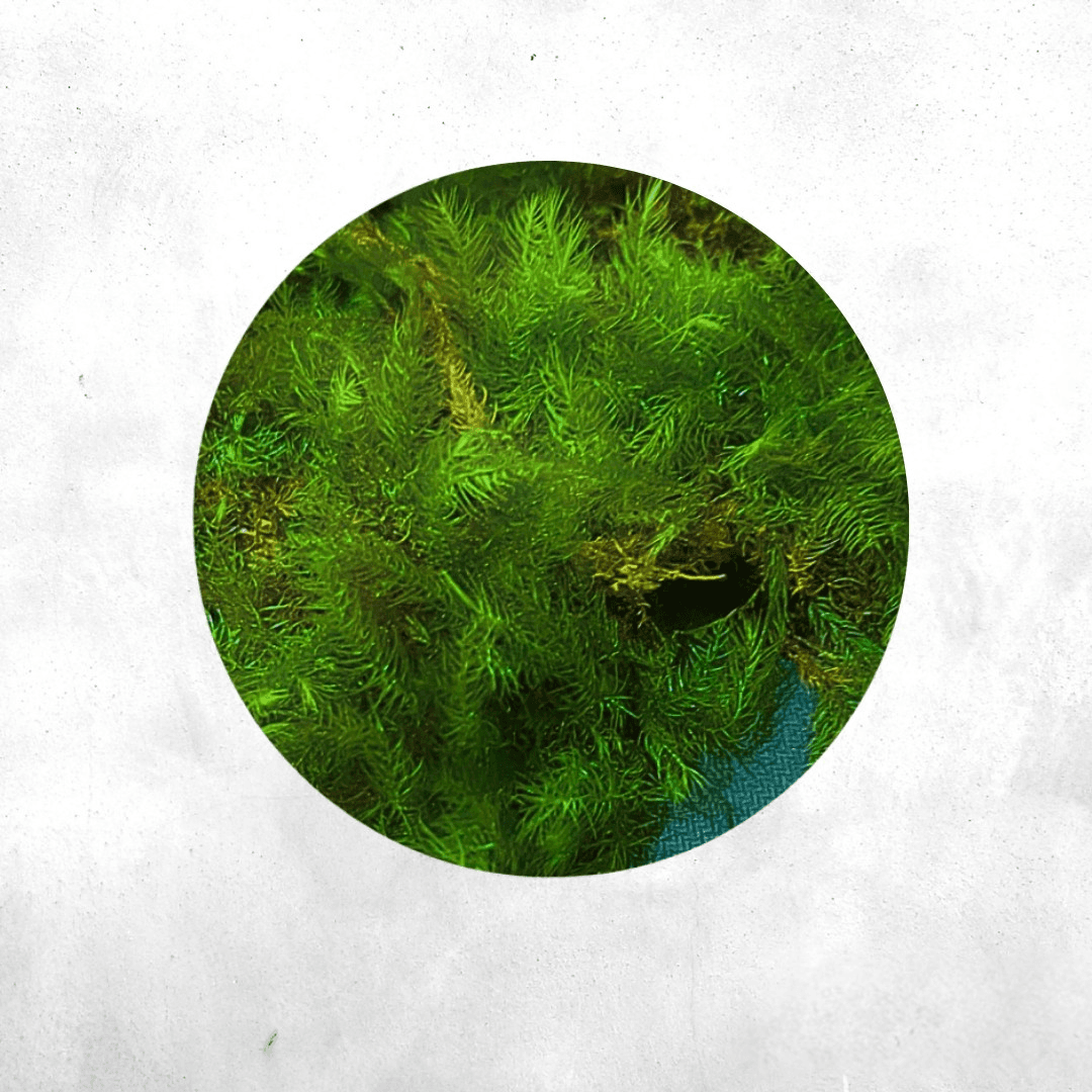 Polytrichum Sp - Forrest Moss