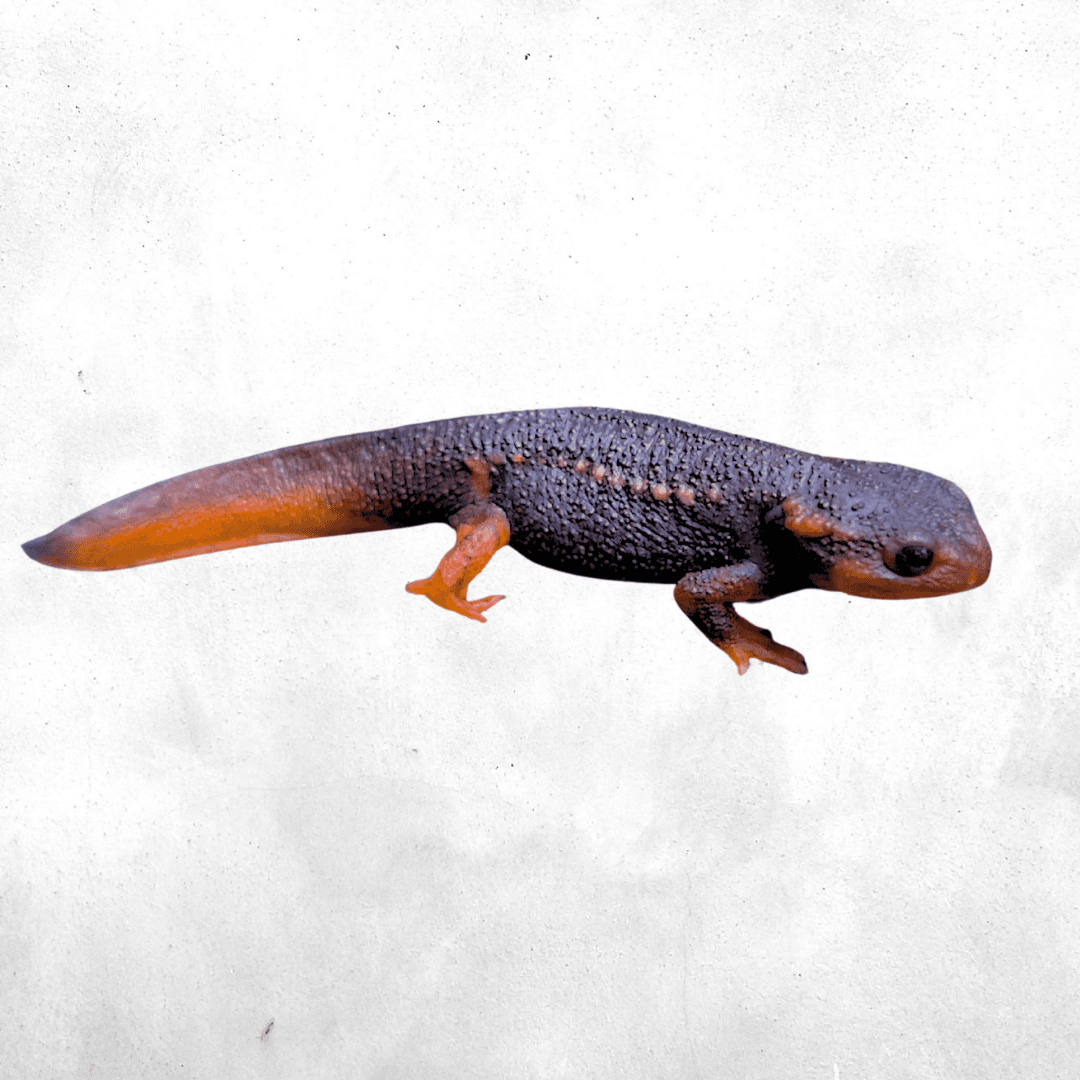 Tylototriton shanjing - Newt