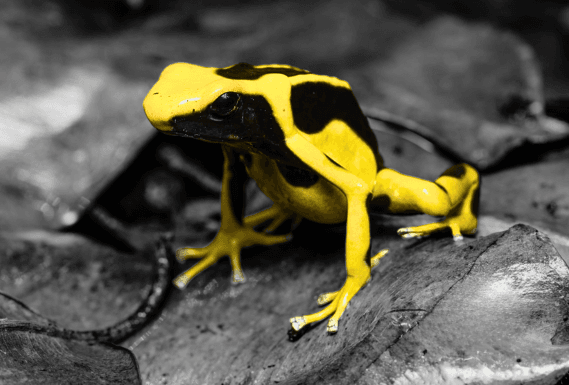 Dendrobates tinctorius regina