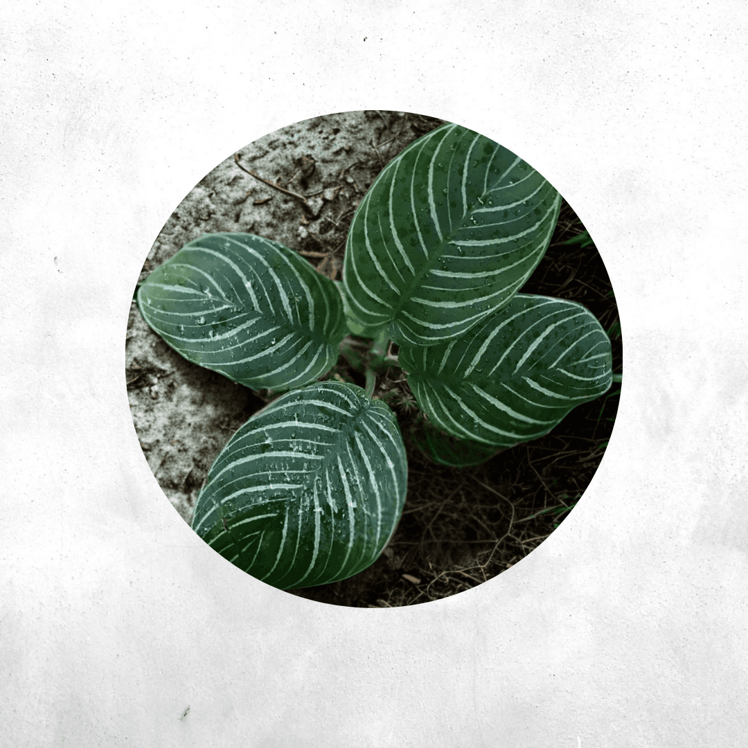 Schismatoglottis chevron sp borneo - Vivarium Plant