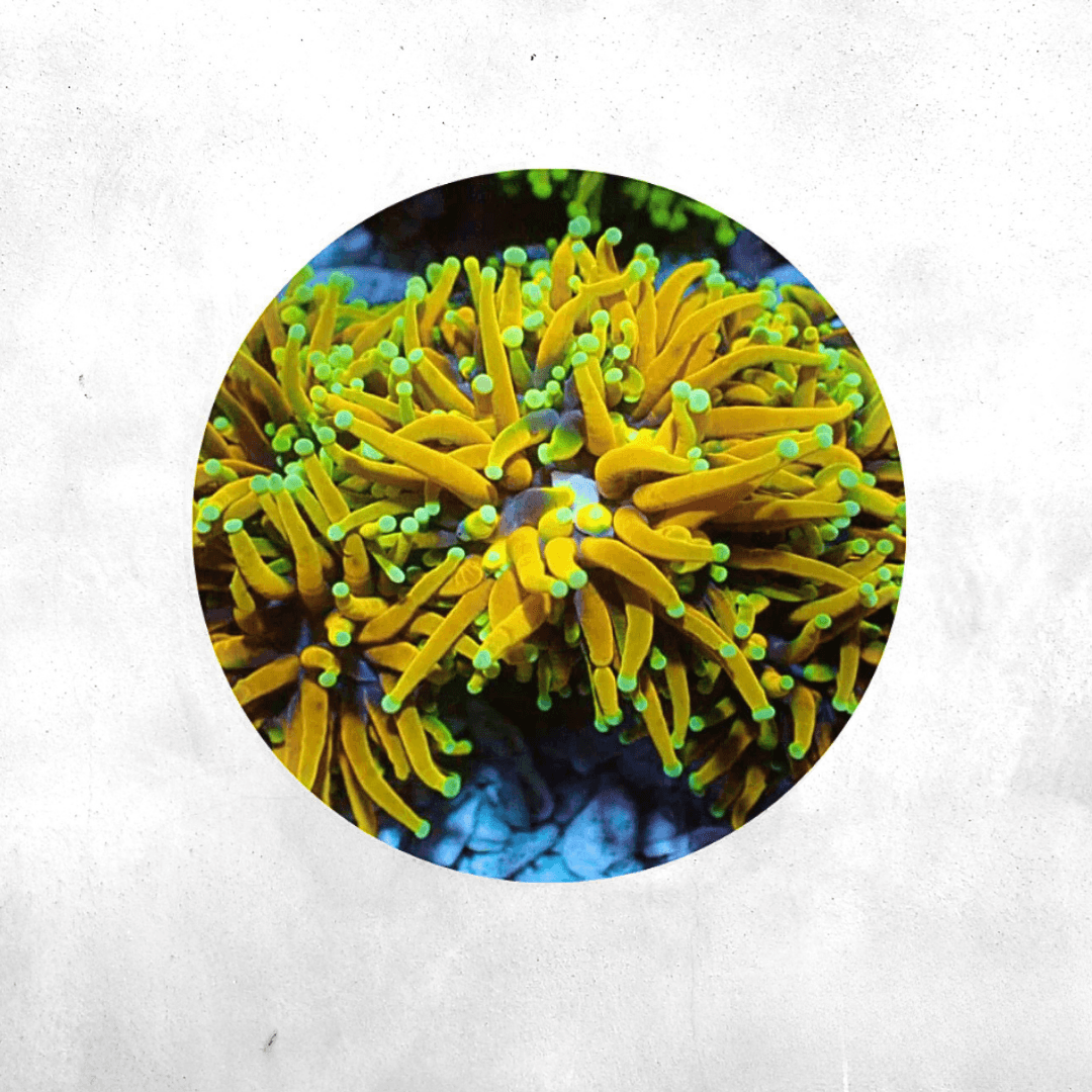 Euphyllia glabrescens -  Gold 24k