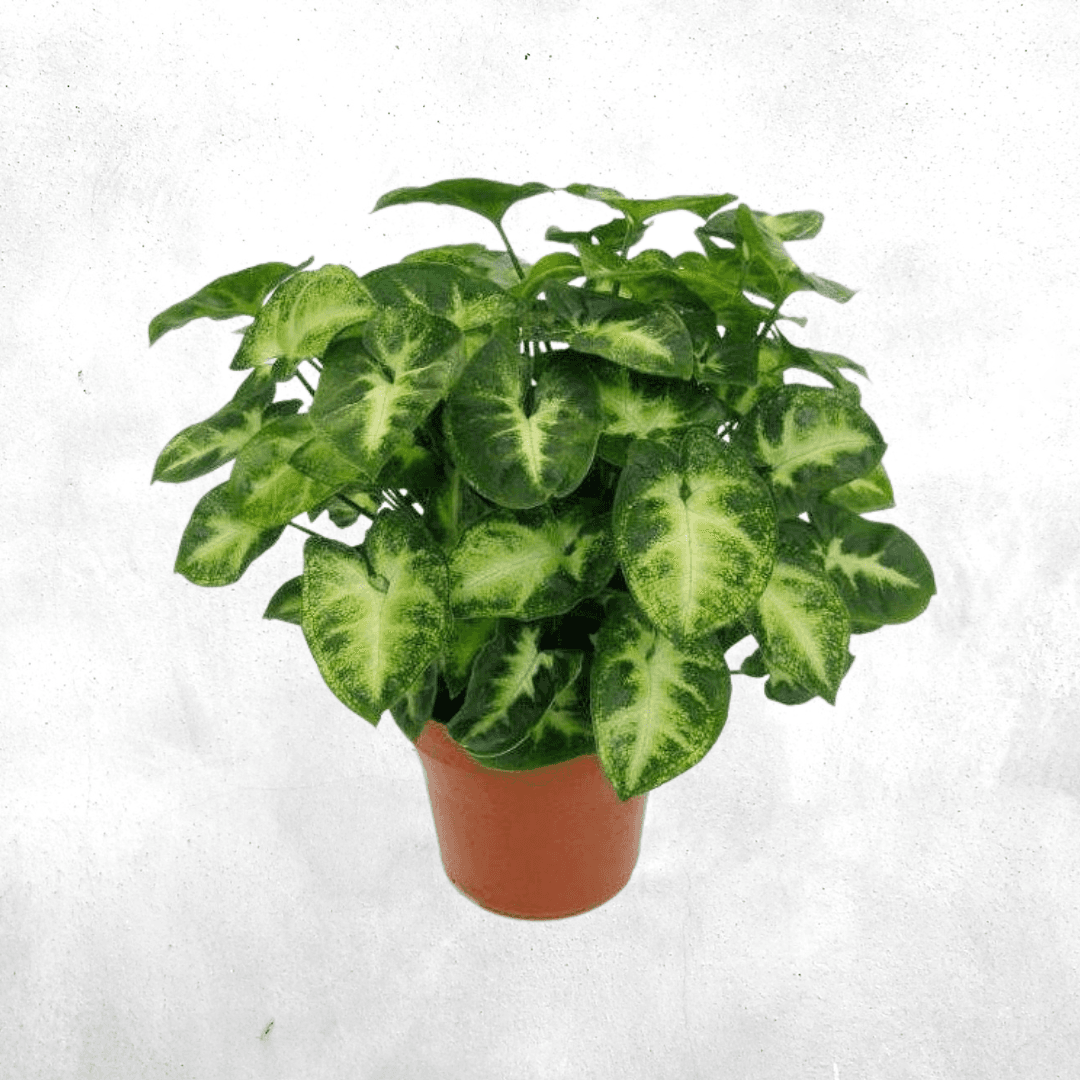 Syngonium podophyllum - Vivarium Paludarium Plant