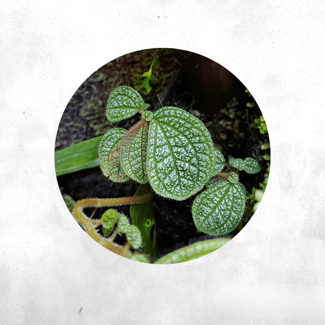 Sonerila Sp white spot - Vivarium Plants