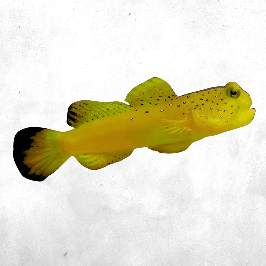 Cryptocentrus cinctus - Salt water fish