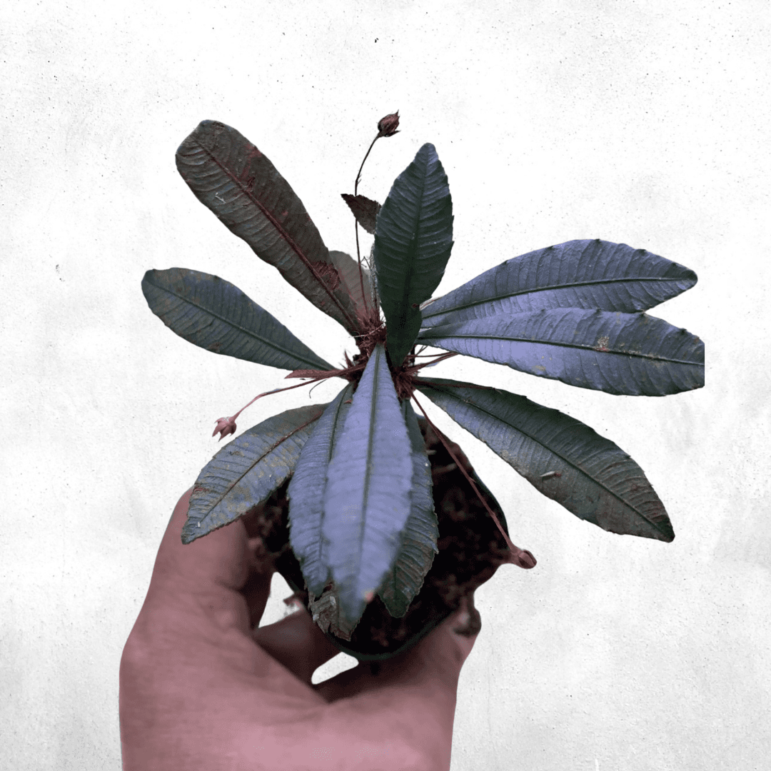 Sauvagesia serrata Sp Borneo - Vivarium Plant