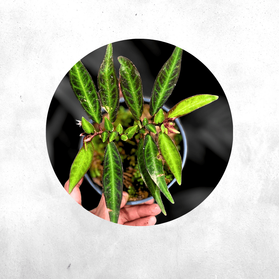 Sonerila SP kapuas - Vivarium Plants