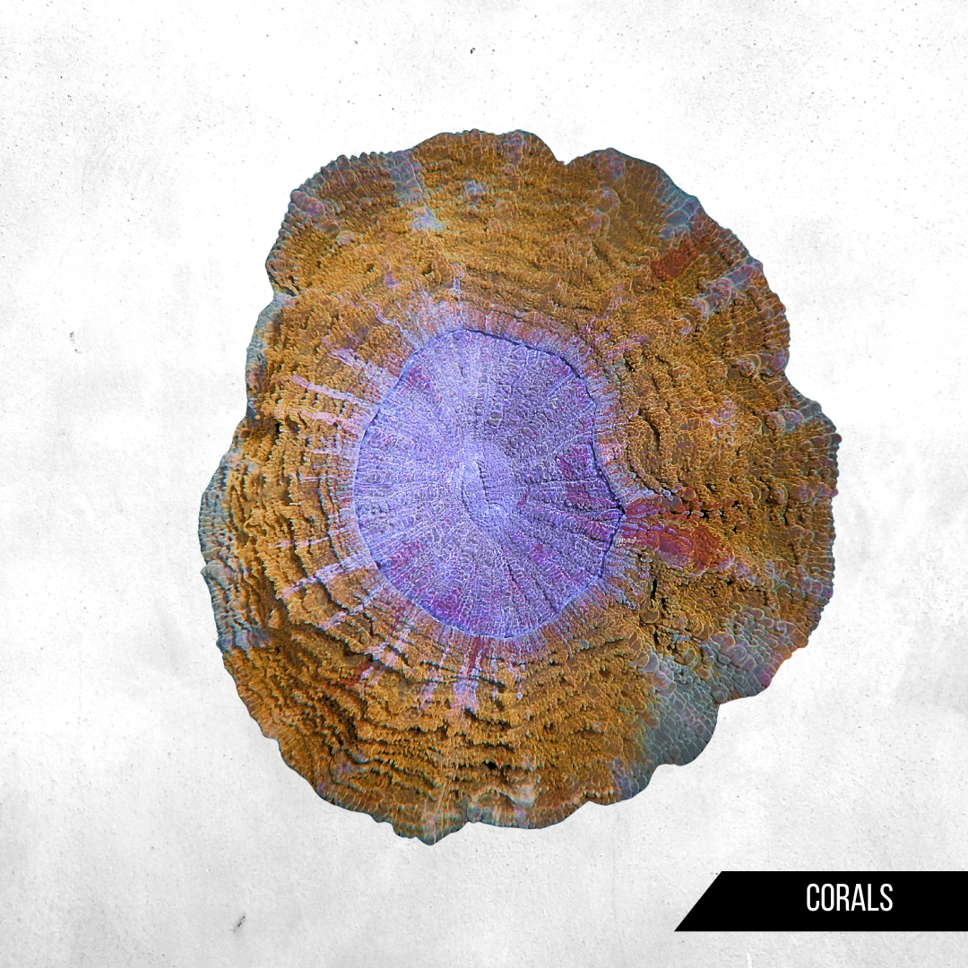 Acanthophyllia deshayesiana - Coral