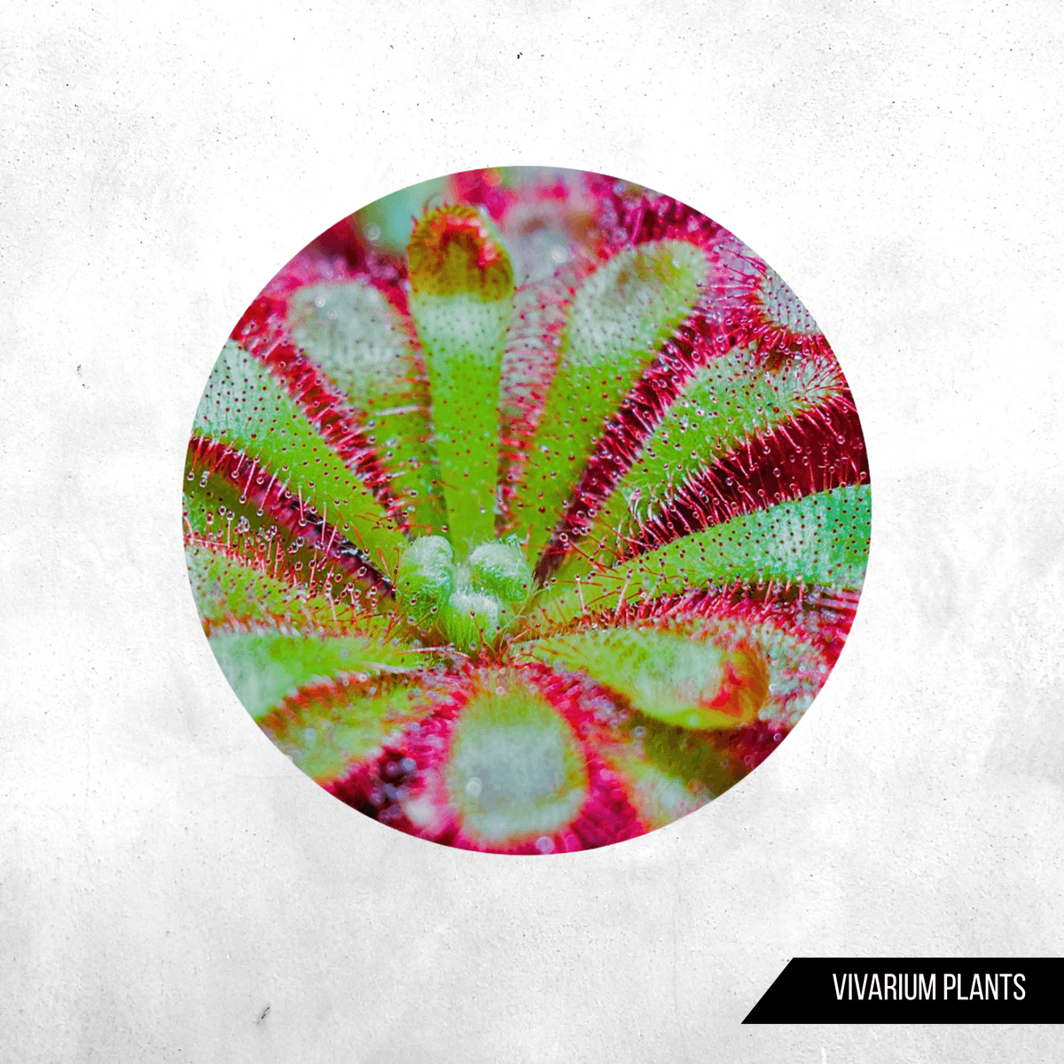 Drosera falconeri - Carnivorous plant