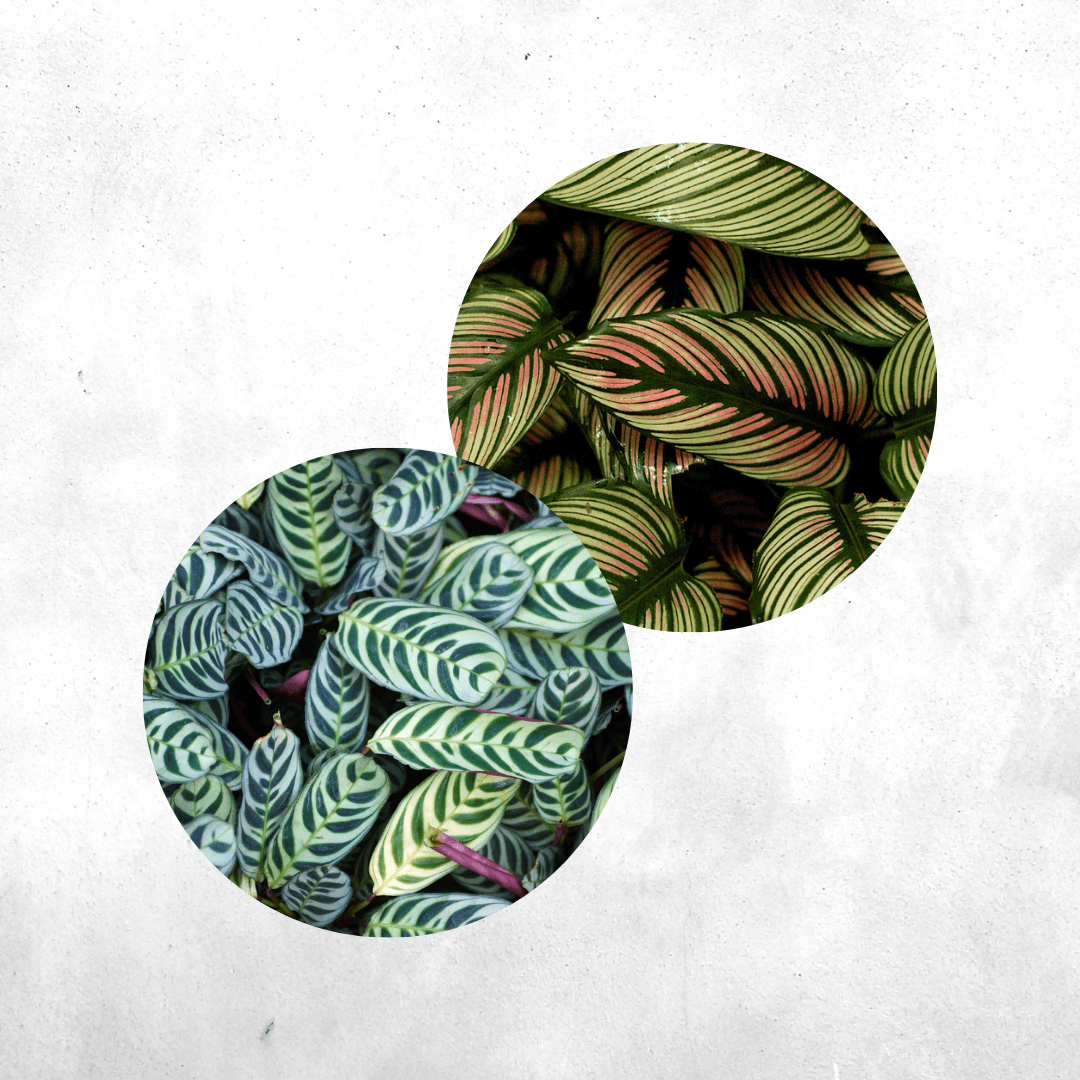 Calathea - Vivarium Paludarium Plant