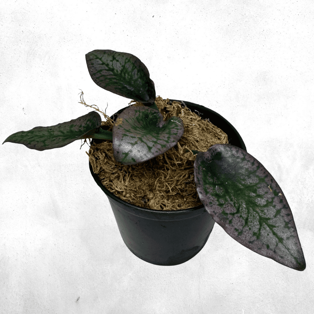 Cryptocoryne Silver Queen  - Vivarium Plant