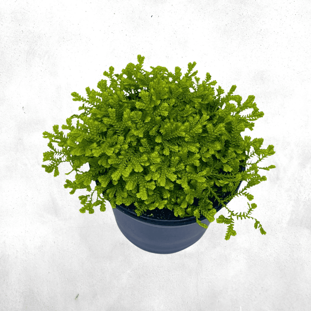 Selaginella krausiana - Forrest Moss