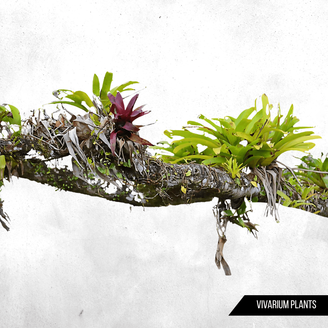 Bromelia & Neogerelia - Epiphyte plants