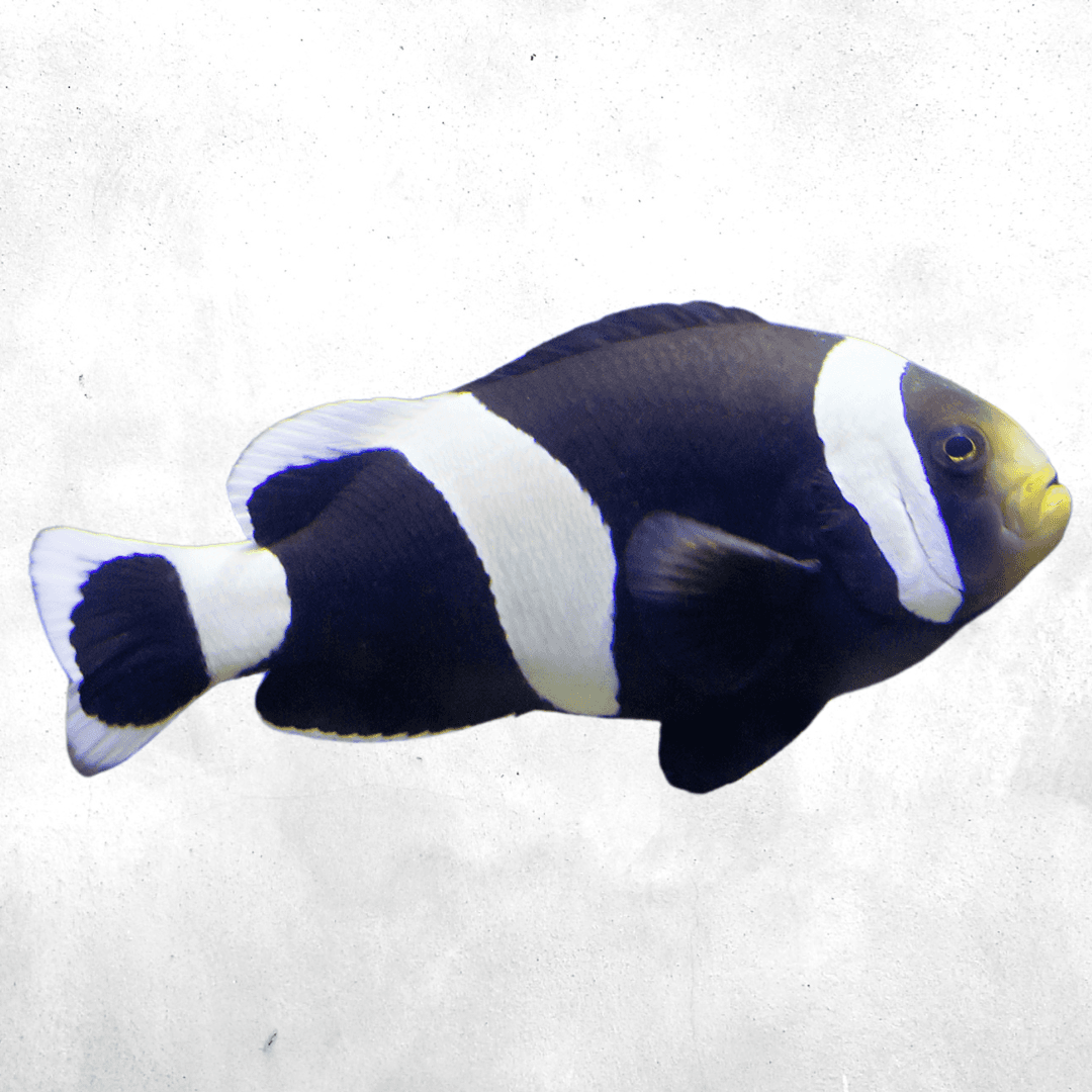 Amphiprion polymnus - Saltwater fish