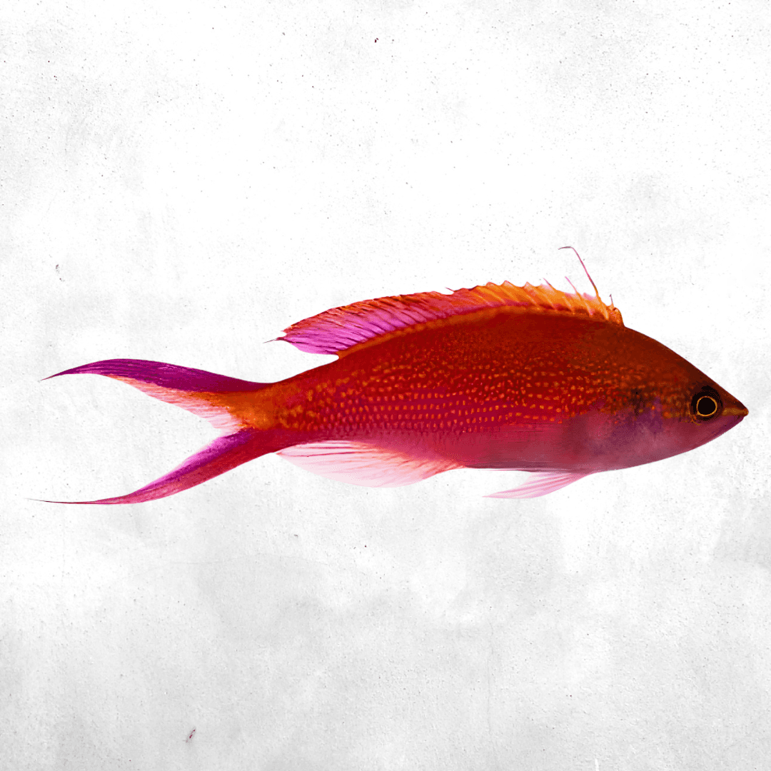 Paracheilinus filamentosus - Salt water fish