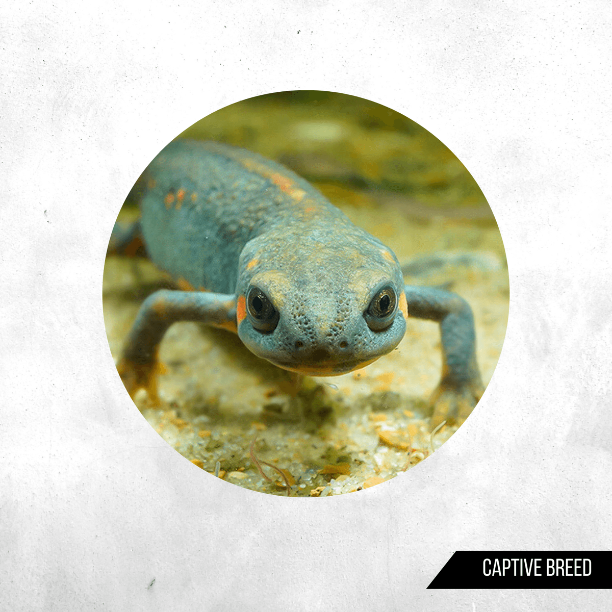 Cynops cyanurus - Newt
