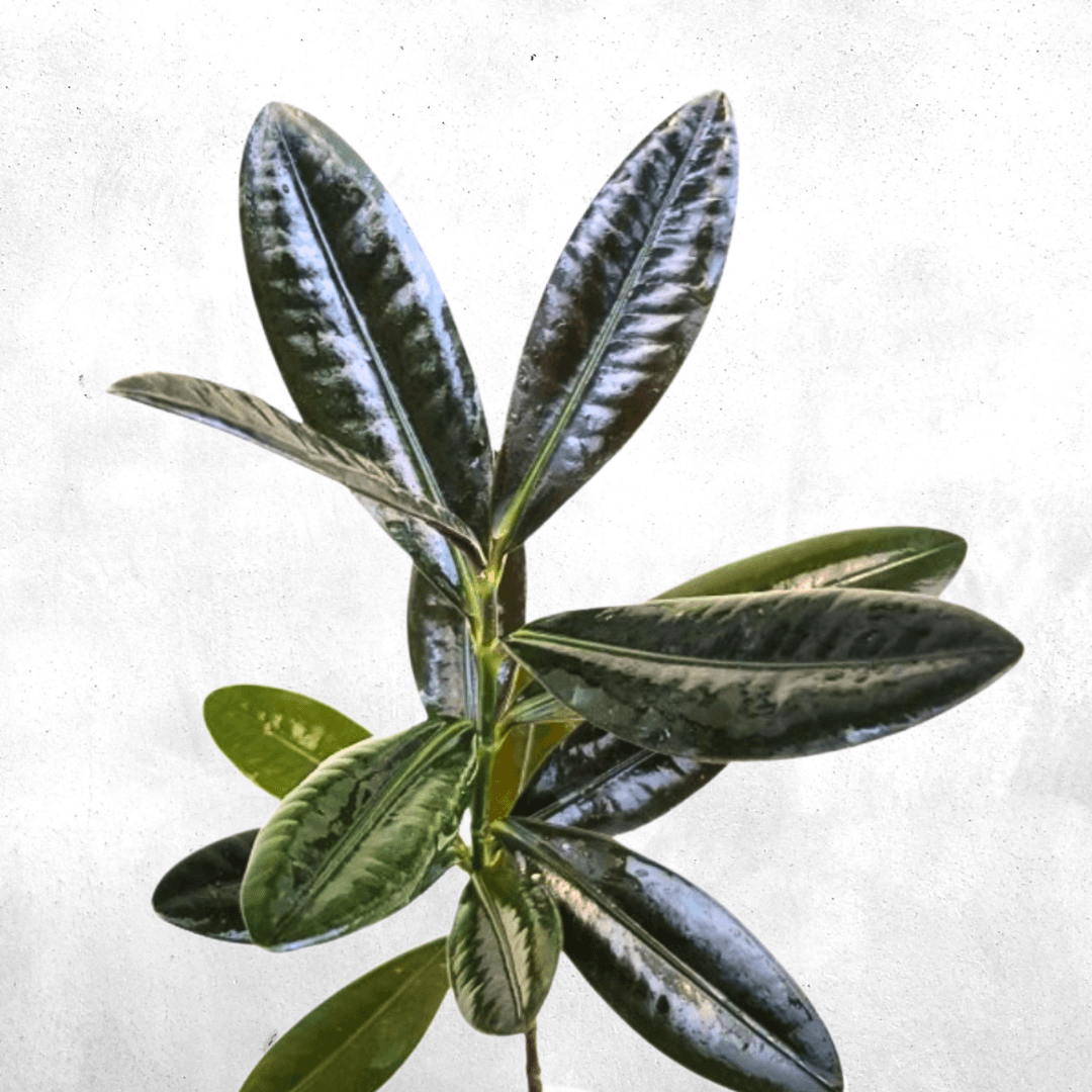 Ficus elastica - Vivarium Plant