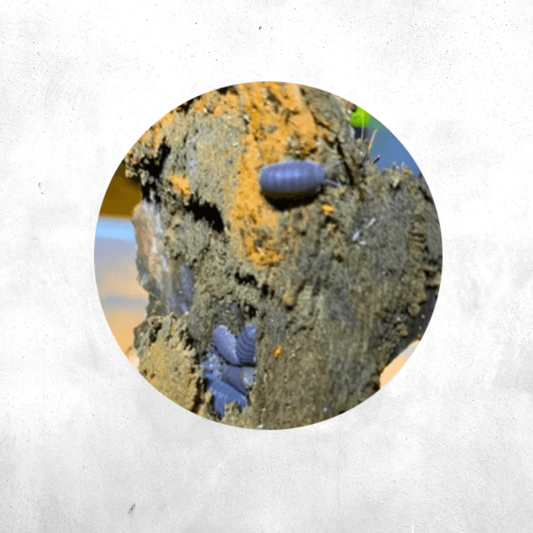 Cubaris murina - Isopod