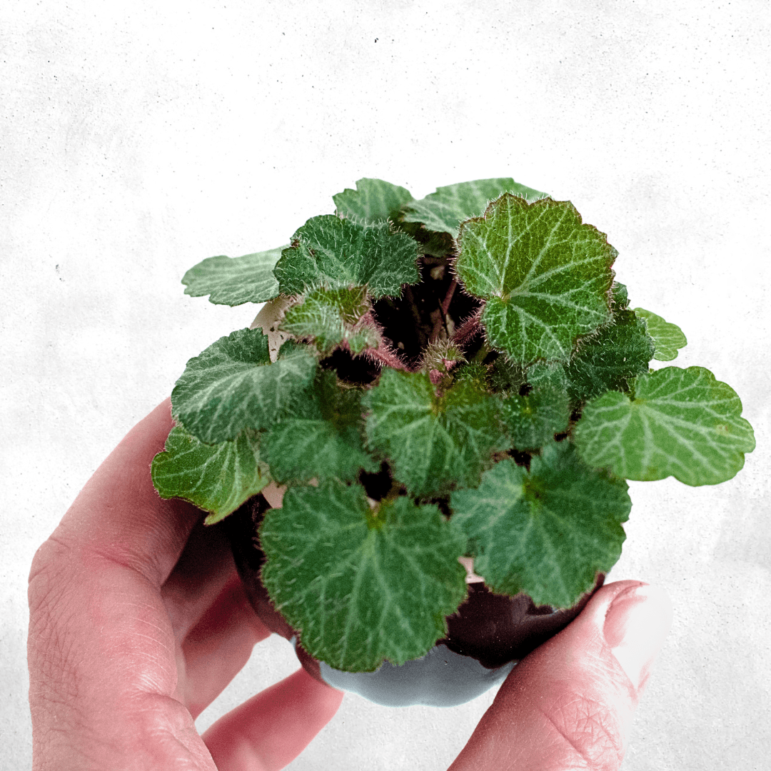 Saxifraga stolonifera - Vivarium Plant