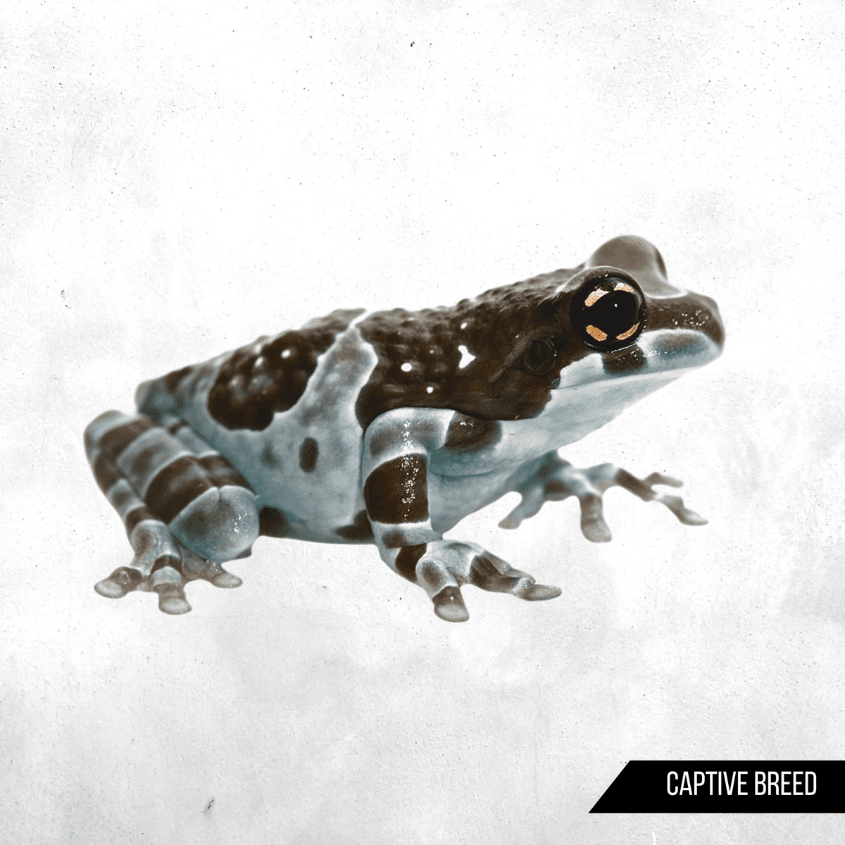 Trachycephalus resinifictrix