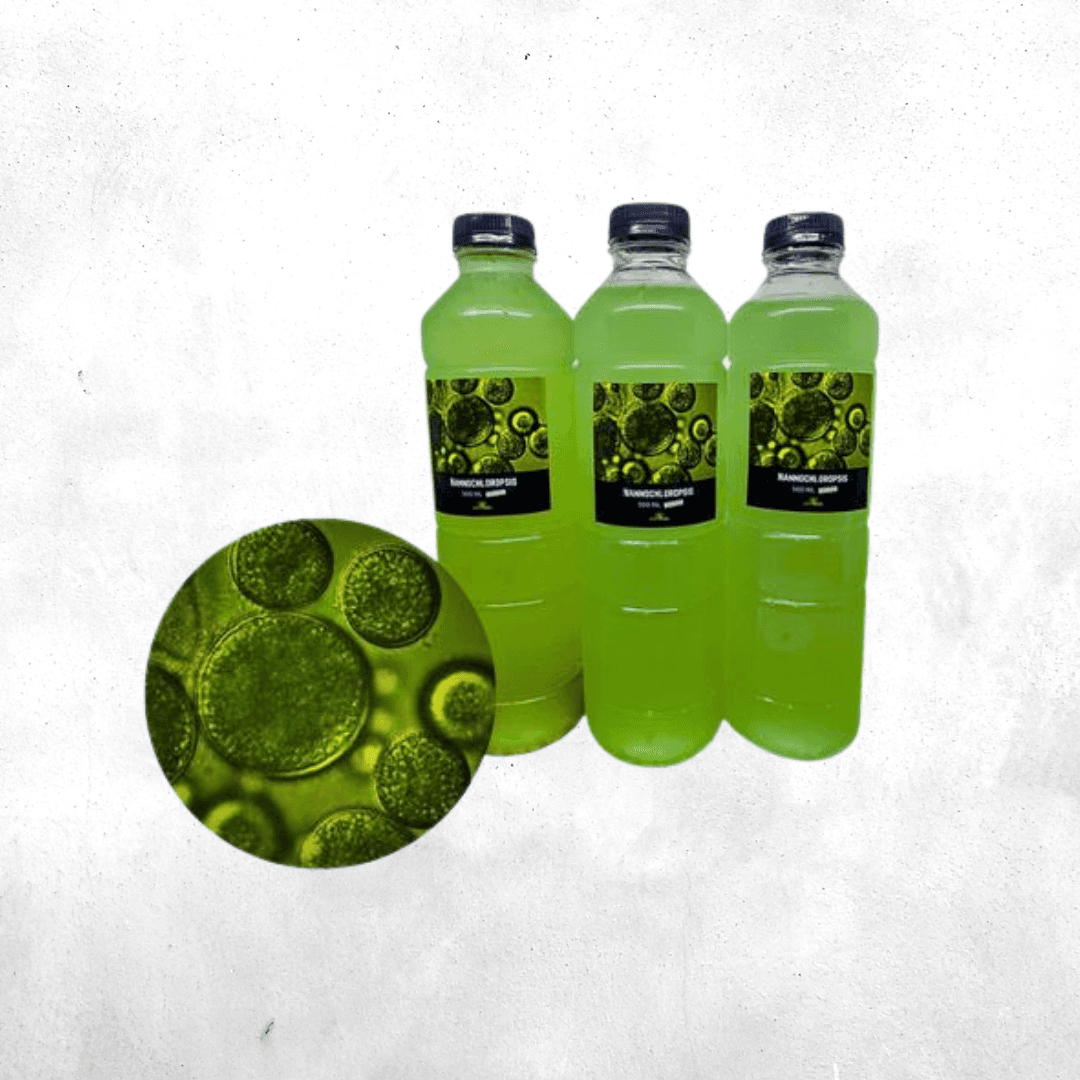 Nannochloropsis - Phytoplankton