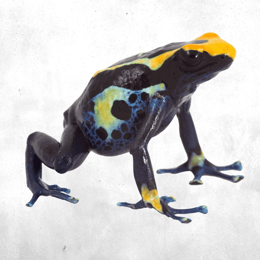 Dendrobates tinctorius brazillian