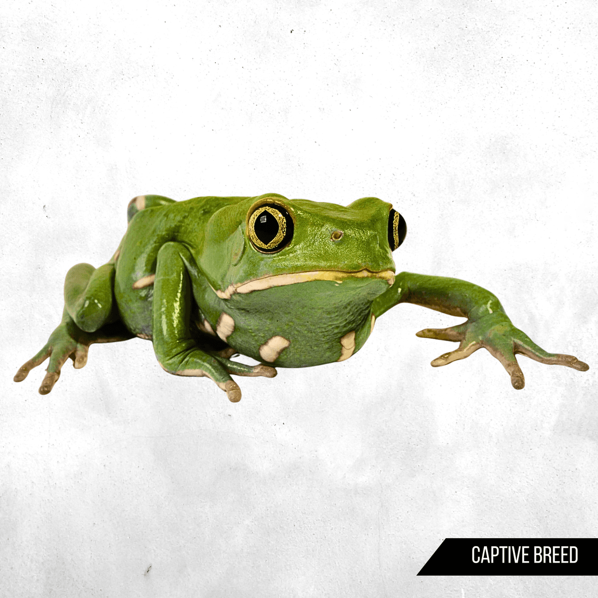 Phyllomedusa bicolor - Tree Frog