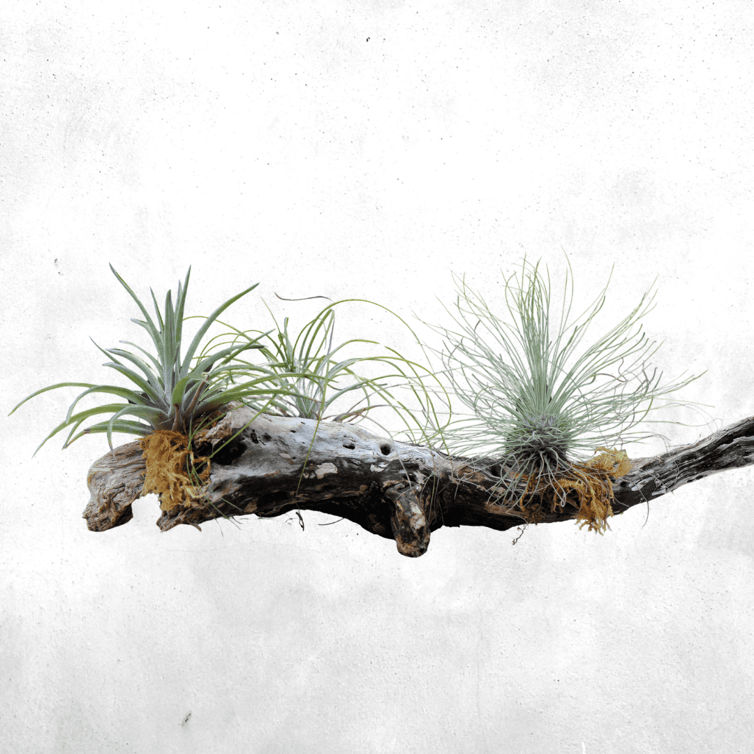 Tillandsia - Air Plant