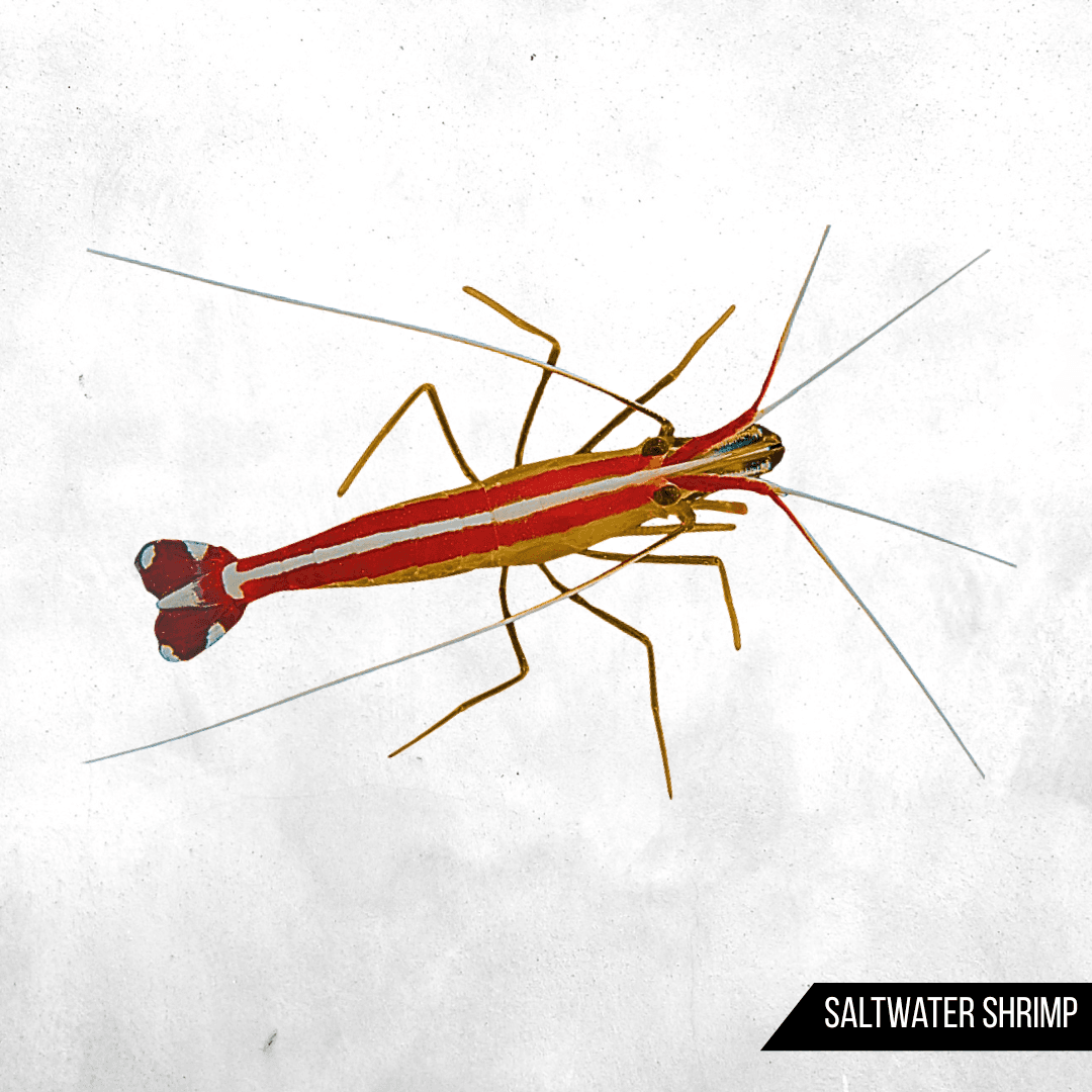 Lysmata amboinensis - Sea Shrimp