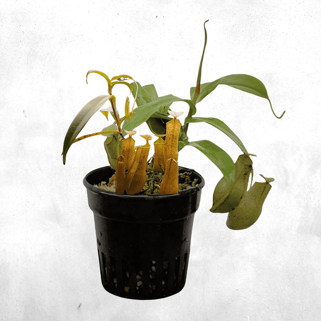 Nepenthes gracilis - Carnivorous plant