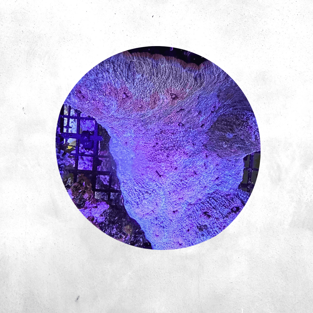 Echinopora Sp - Coral