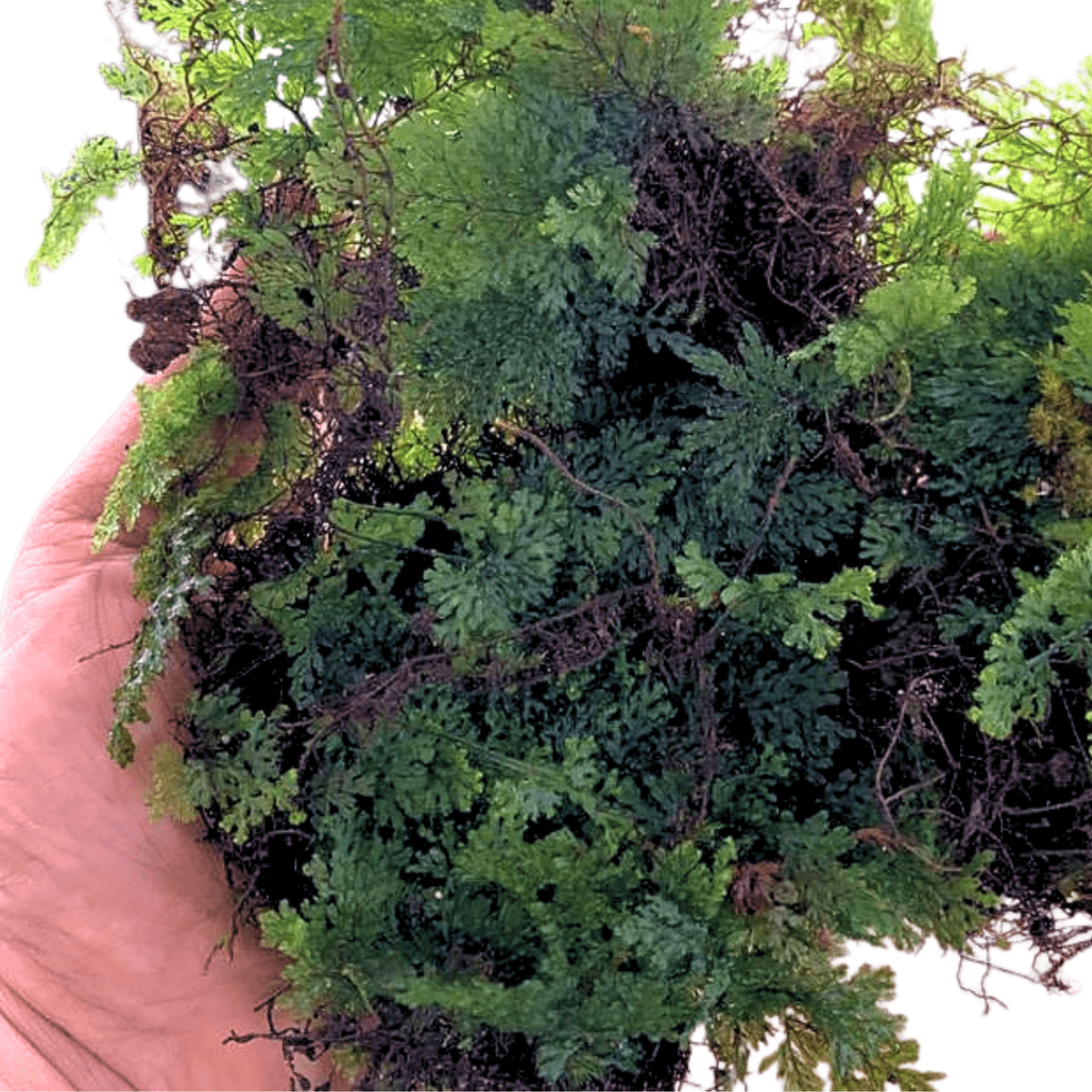 Hymenophyllum Sp Java - Forrest plant