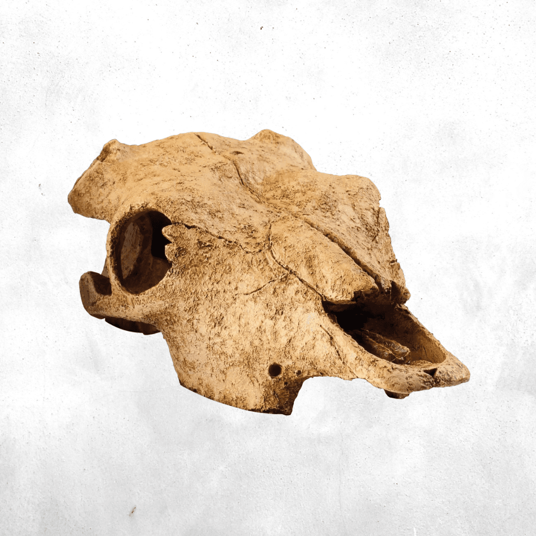 Exo Terra Buffalo Skull - Reptile Secure Hiding Place