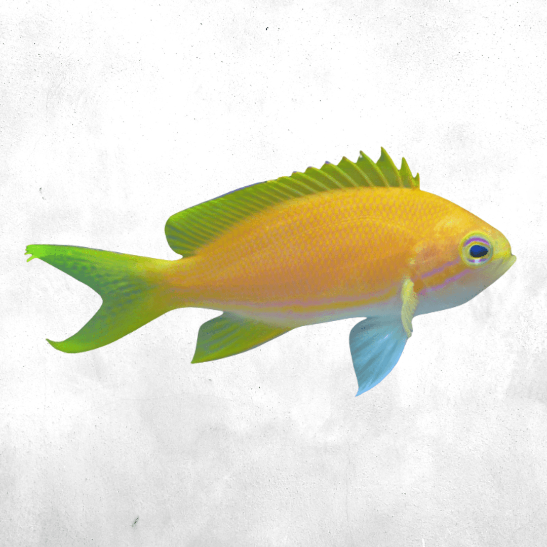 Pseudanthias fasciatus - Salt water fish
