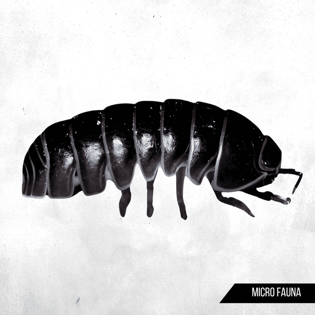Armadillidium vulgare Gold Fleck - Isopod