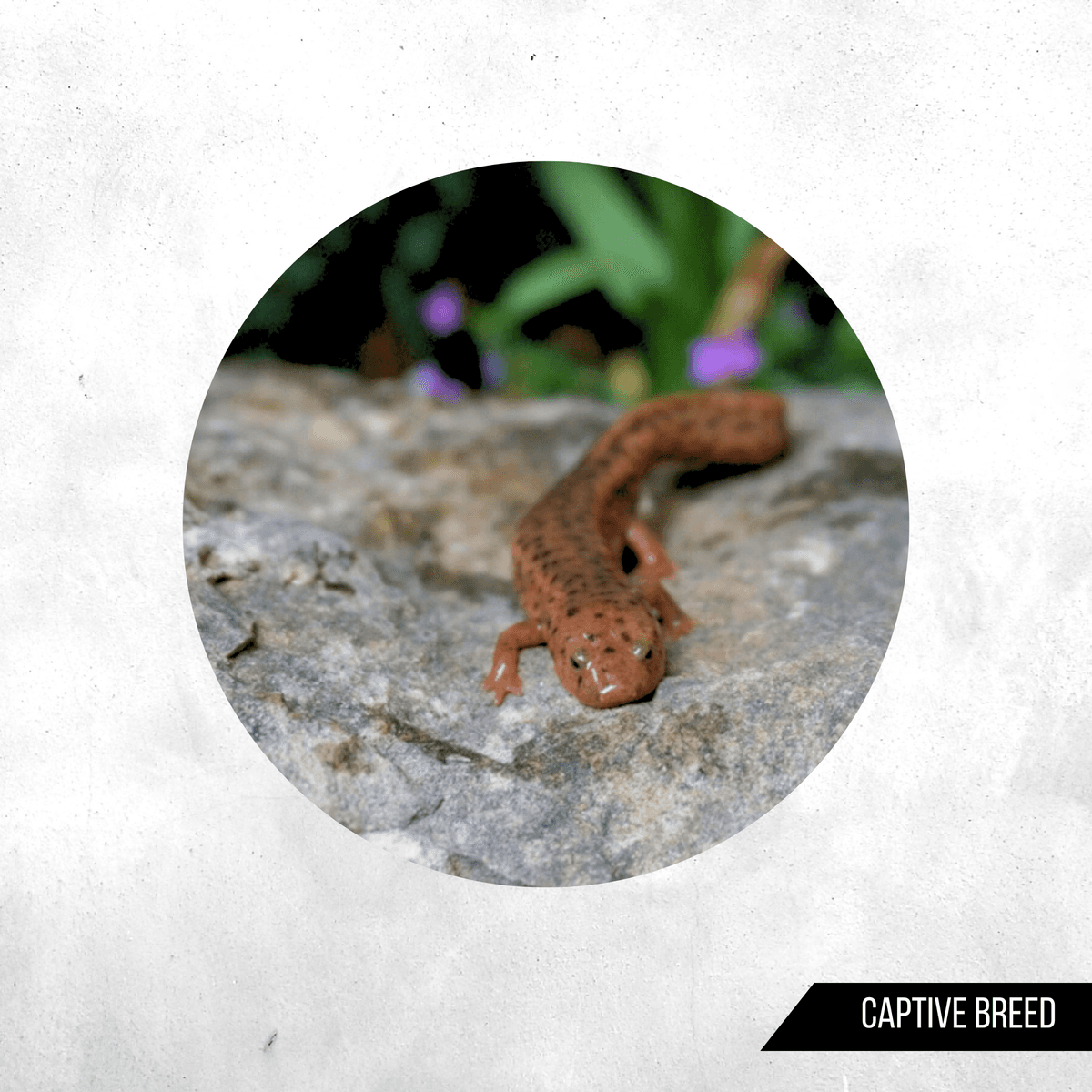Pachytriton brevipes - Newt
