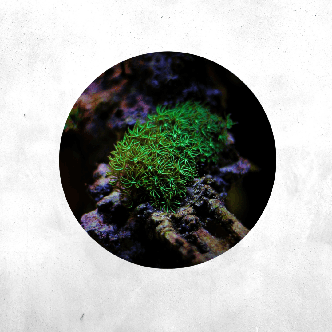 Pachyclavularia violacea - Corals