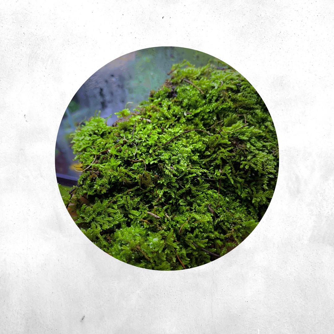 Vesicularia Dubyana - Forrest Moss