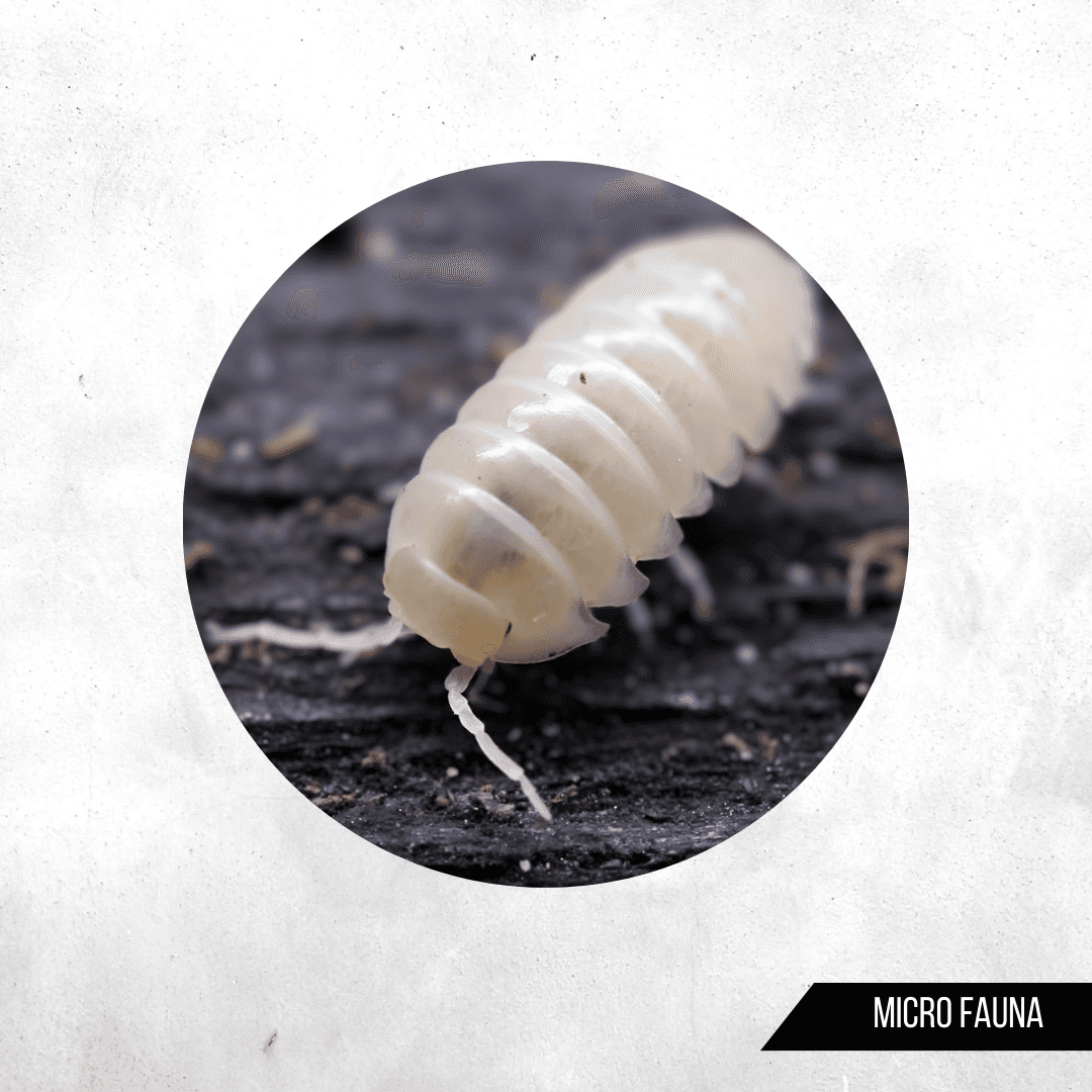 Armadillidium vulgare Albino - Isopod