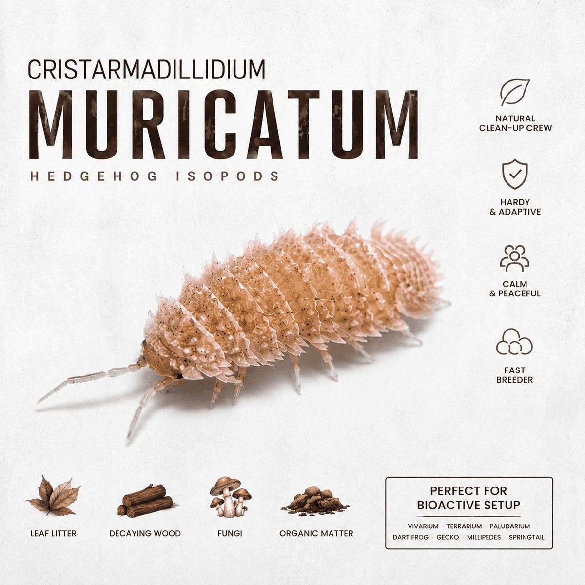 Cristarmadillidium muricatum