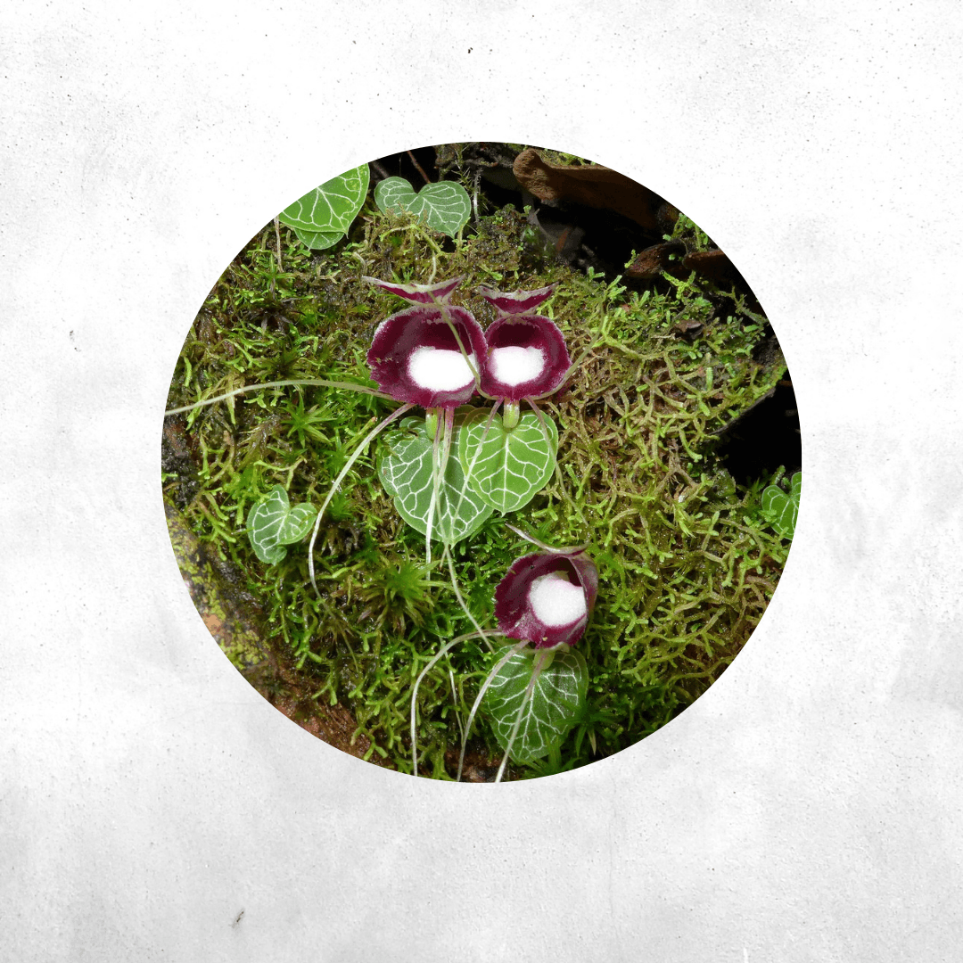 Corybas Pictus