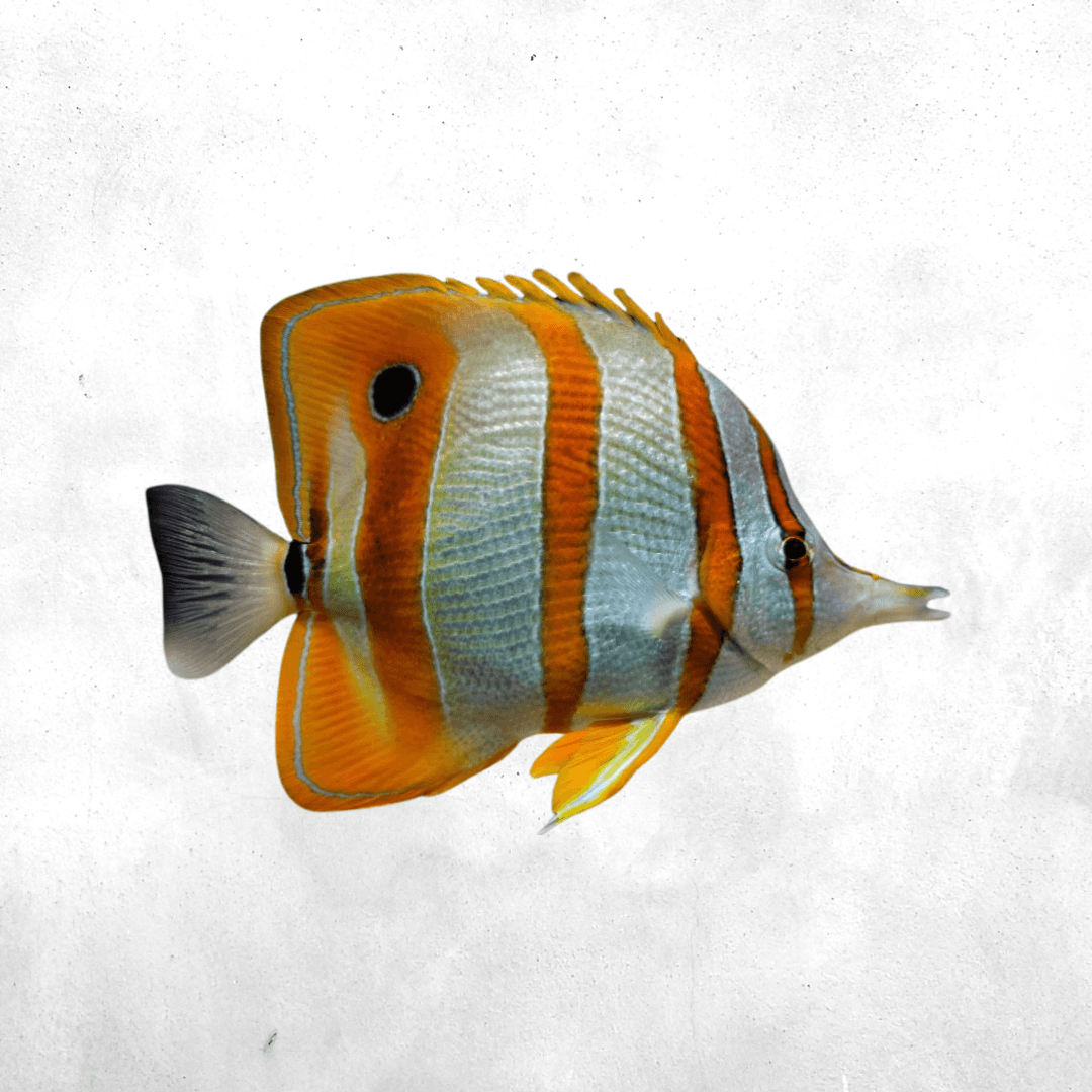 Copperband butterfly fish