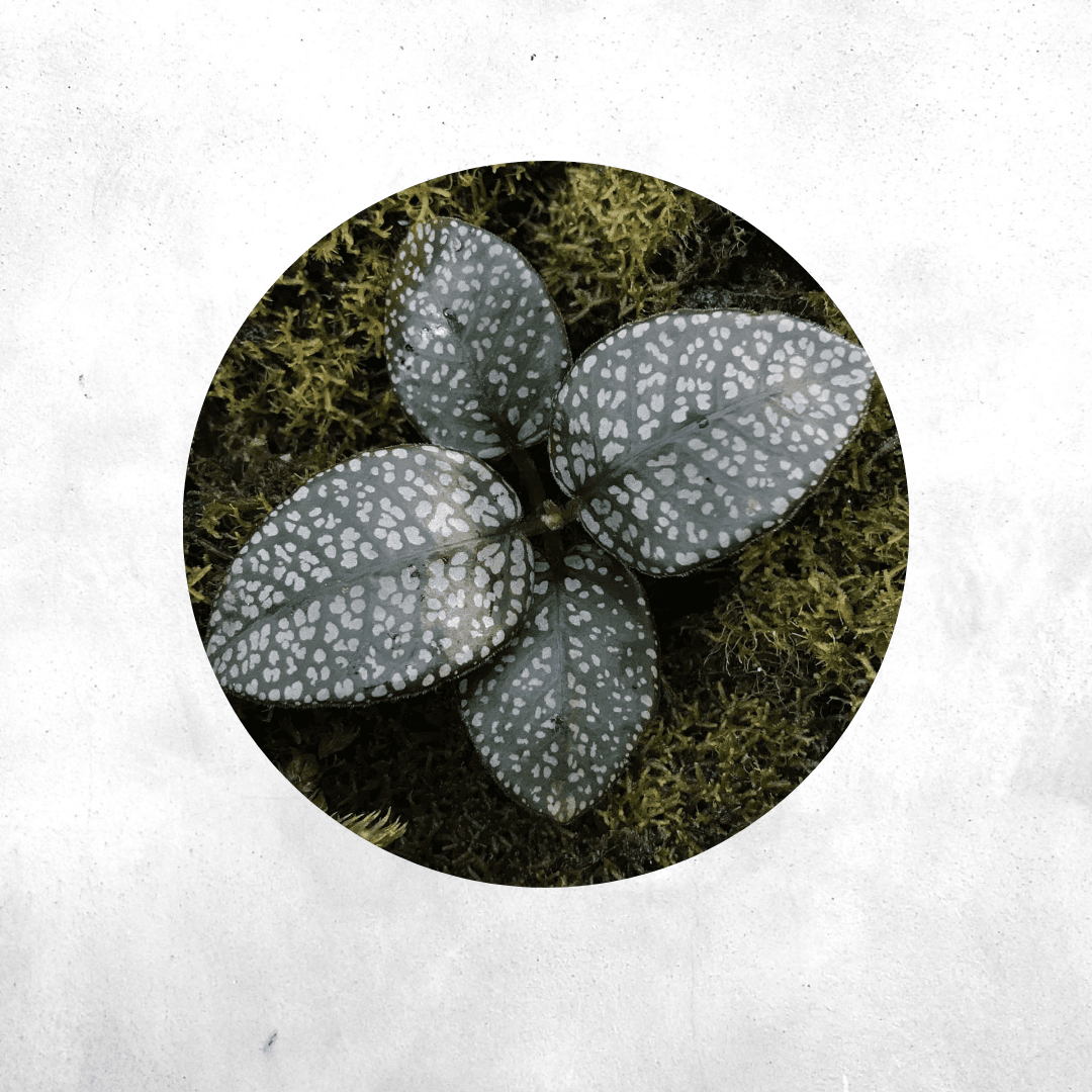 Argostemma Diamond leaf - Vivarium Plant
