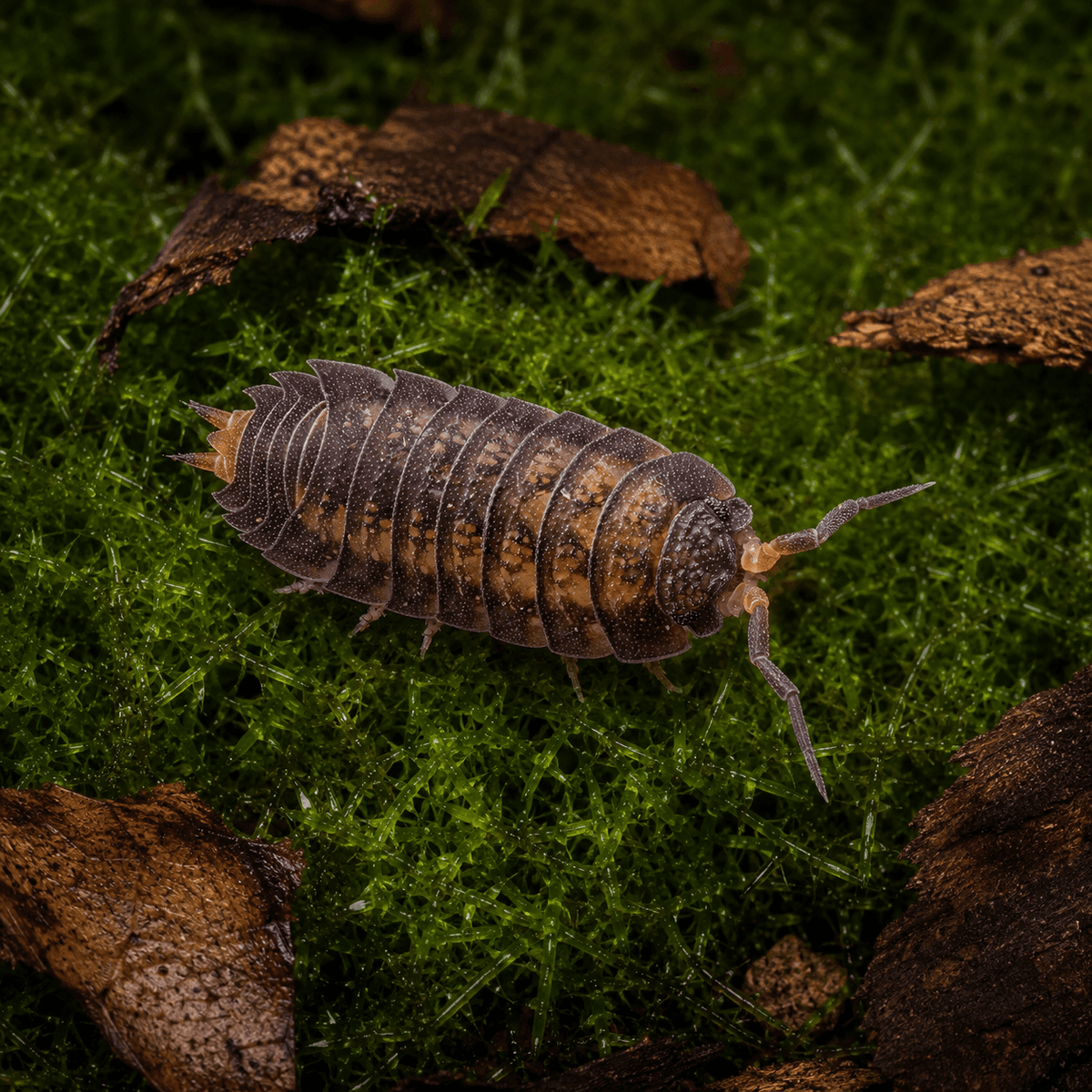 Nagurus Cristatus