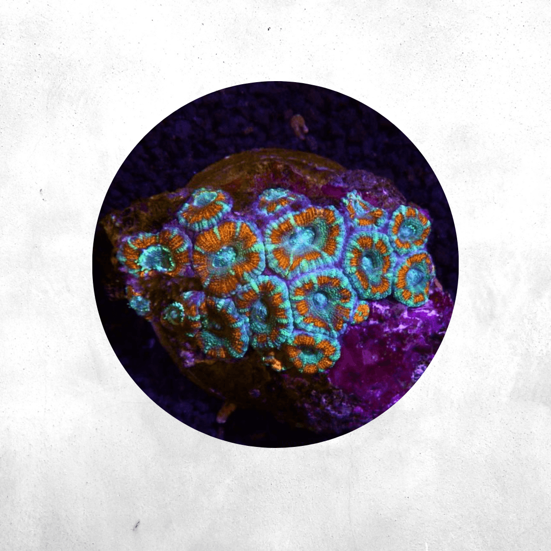 Micromussa lordhowensis (Acanthastrea) - Coral