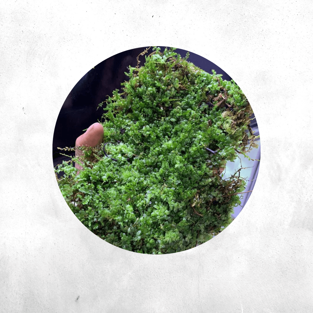 Jungermannia Sp - Forrest Moss