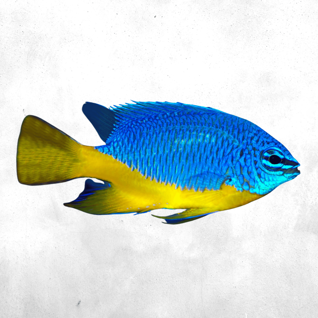 Pomacentrus auriventris - Salt water fish