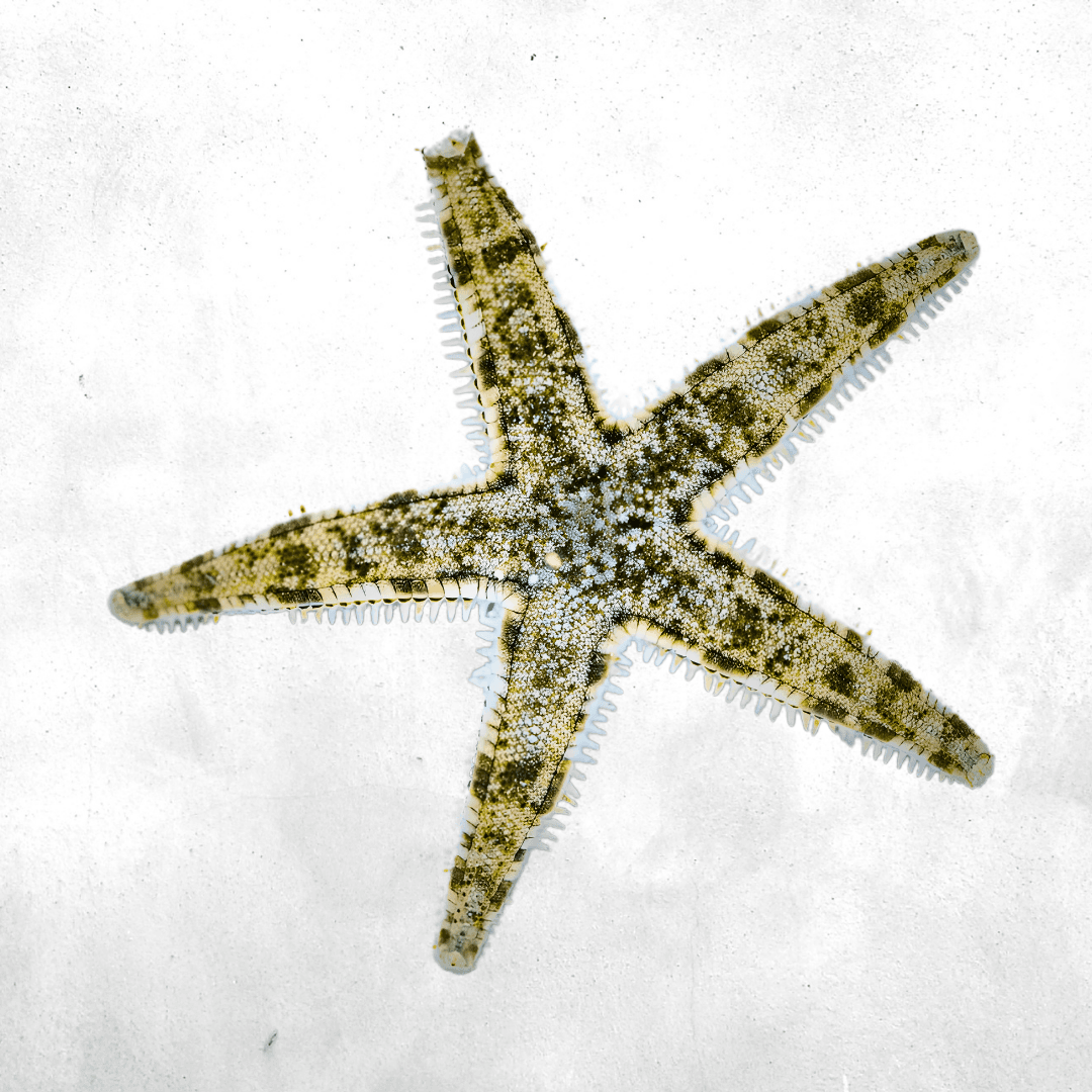 Archaster typicus - Sea Star Fish